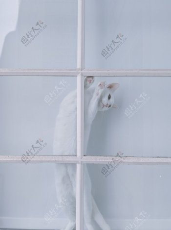 窗边的猫