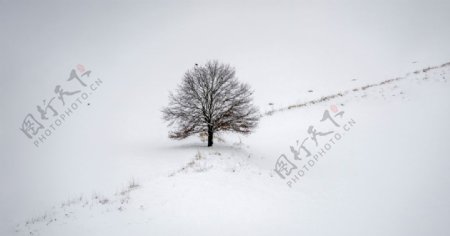 冬天雪地大雪树木风景