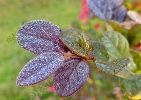 美丽鲜花