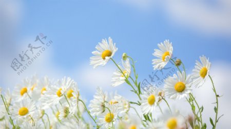 白色花朵植物背景