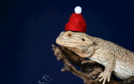 戴着红色圣诞帽的蜥蜴