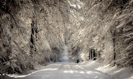 大雪冬天道路树木风景