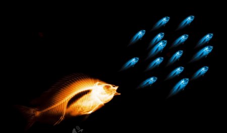 创意鱼体发光