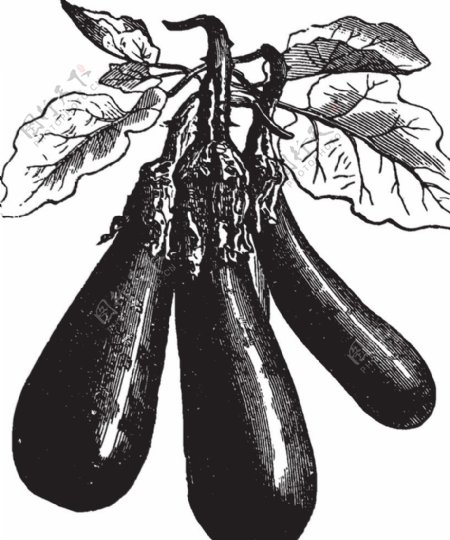 素描手绘蔬菜