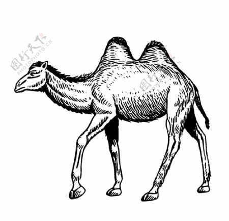 骆驼绘画图案