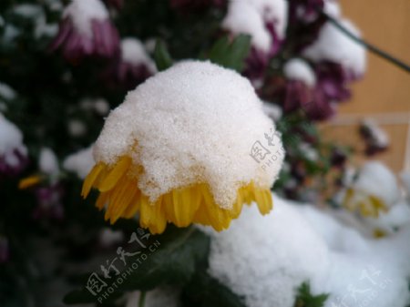 冬季雪景摄影美图