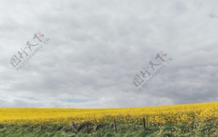 油菜花田和天空