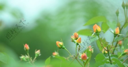 绿色树叶花朵植物背景