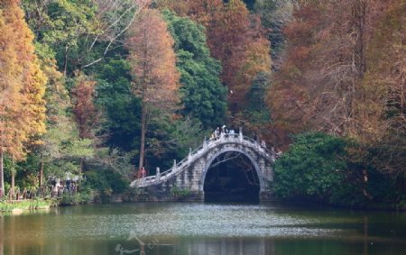 仙湖植物园