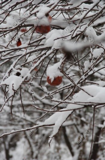 雪梅