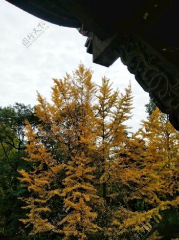 森林大树银杏树黄叶树顶