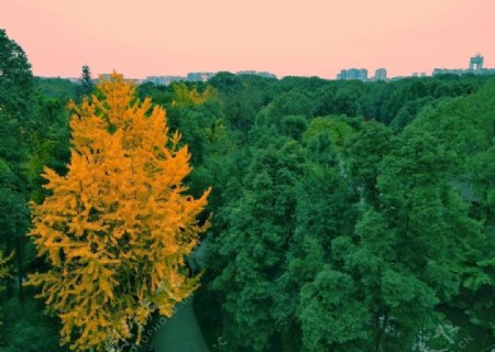 大树银杏树黄叶绿叶秋天