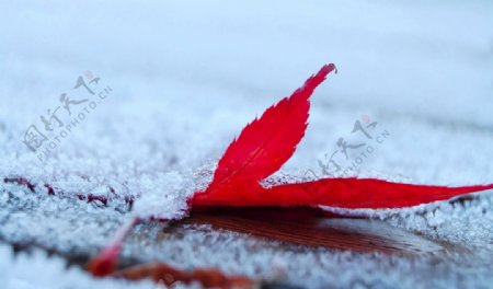冰下红树叶