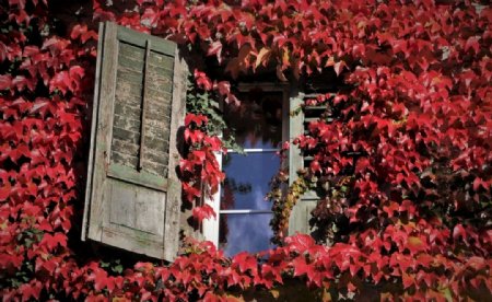 铺满叶子的老窗户