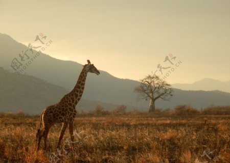 草原的长颈鹿