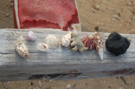 贝壳珊瑚礁海滩沙滩海螺