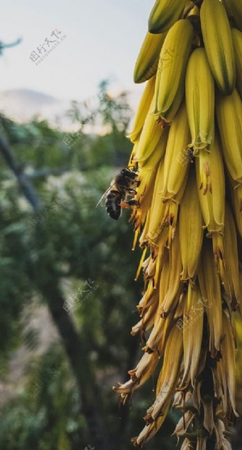 蜜蜂在香蕉花上采蜜