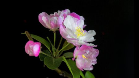 海棠花摄影美图