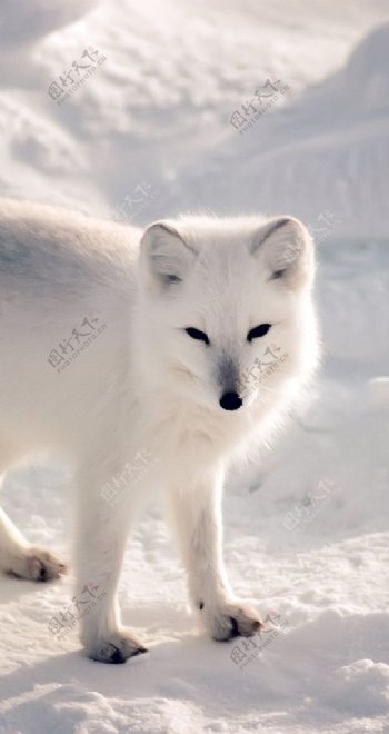 保护白色北极狐