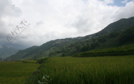 水稻梯田稻谷
