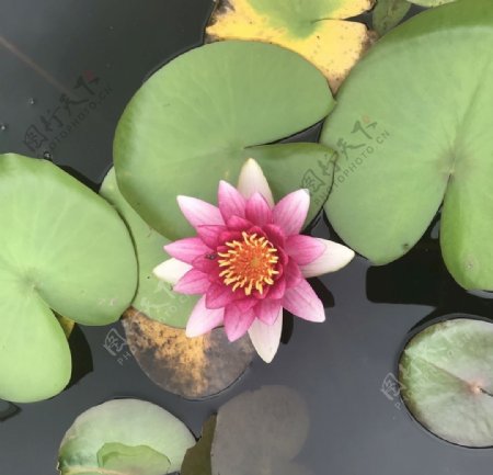 池塘莲花粉红色荷叶