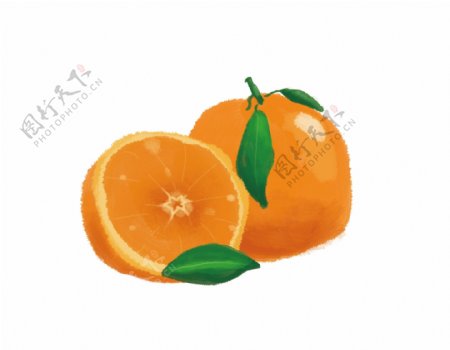 水果柑橘插画