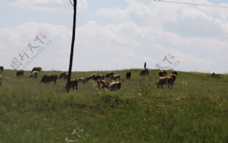 草原牧牛人
