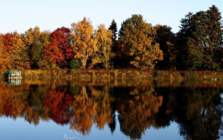秋季湖边树木