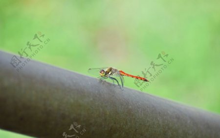蜻蜓