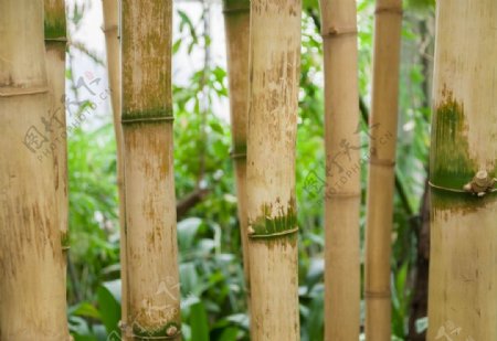 竹树干森林热带