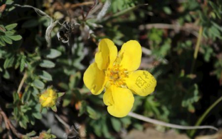 花卉黄色植物区系加拿大