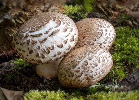 蘑菇真菌自然森林食用