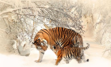 雪地里的老虎母子