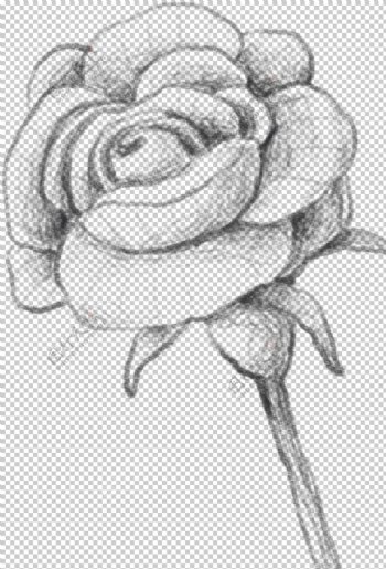 玫瑰花素描绘画