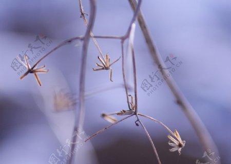 植物鲜花