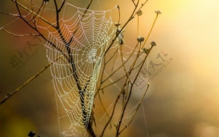 图案纹理网背景蛛网蜘