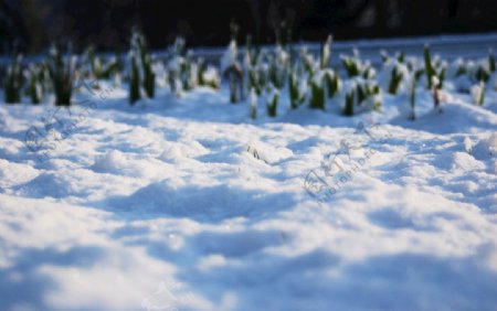 雪地面