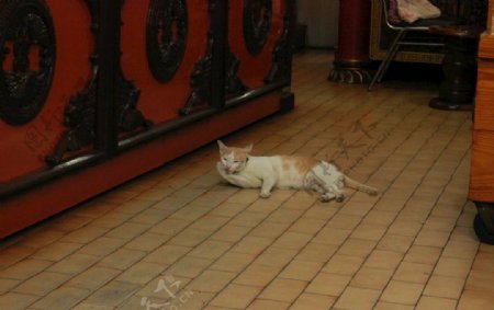 泰国街头的猫