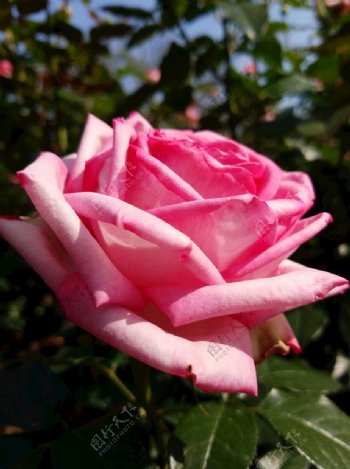 粉红色玫瑰