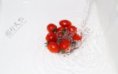 水中小番茄