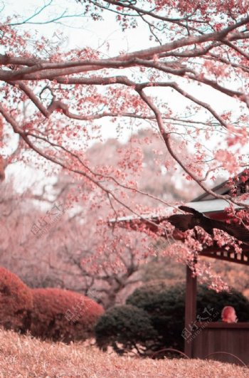 樱花树风景