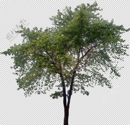 透明大树png素材
