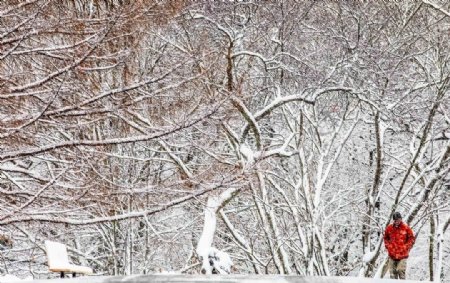 雪后的森林