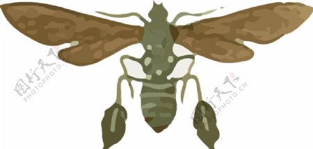 飞蛾昆虫插画