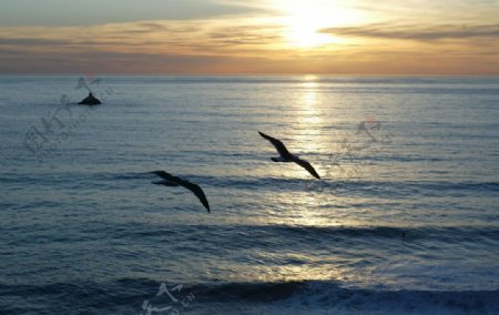 日落海鸥