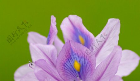 凤眼花褶边花瓣紫色