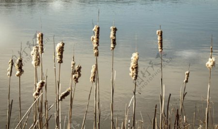 芦苇草丛飞絮