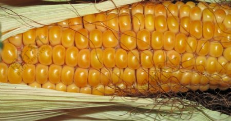 玉米五谷杂粮