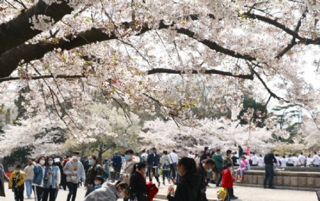 公园樱花