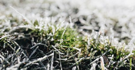 冰雪覆盖植物